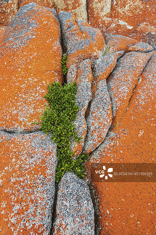 生长在布满苔藓岩石中的植物图片素材