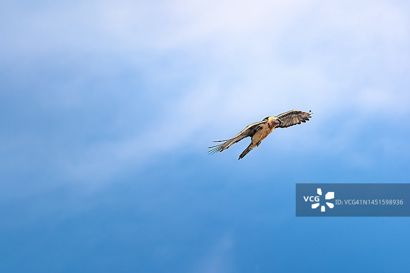 飞行中的胡兀鹫图片素材