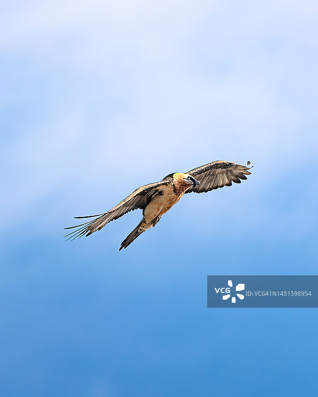 飞行中的胡兀鹫图片素材