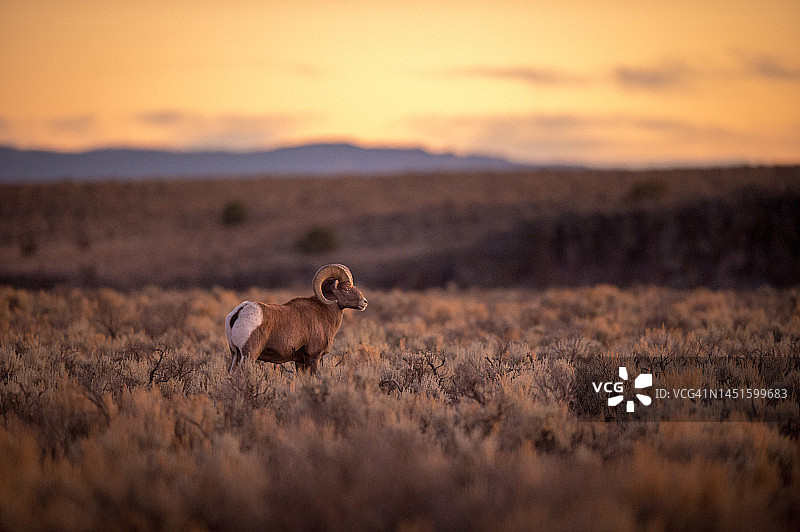 日落时分的大角羊图片素材
