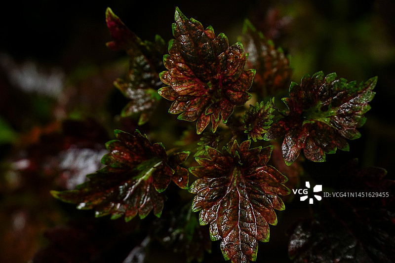 彩虹金属彩叶草叶图片素材