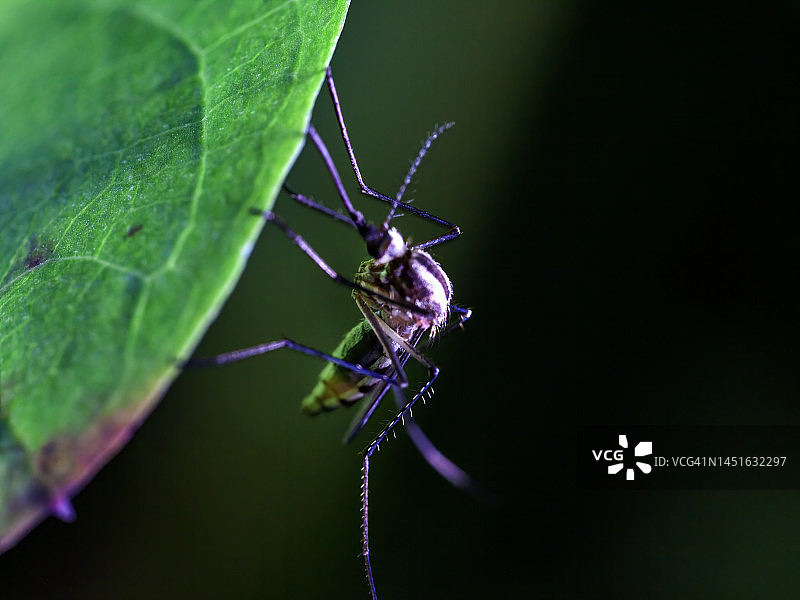 树叶上的蚊子图片素材