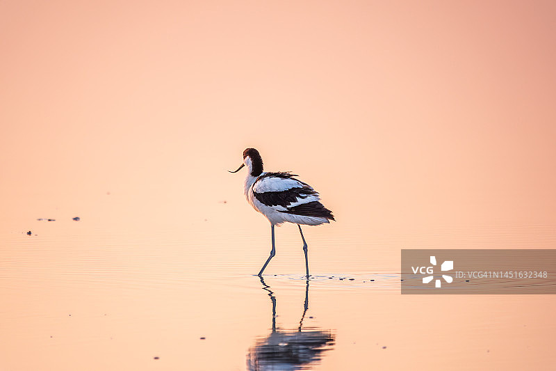 粉色夕阳下的反嘴鹬图片素材