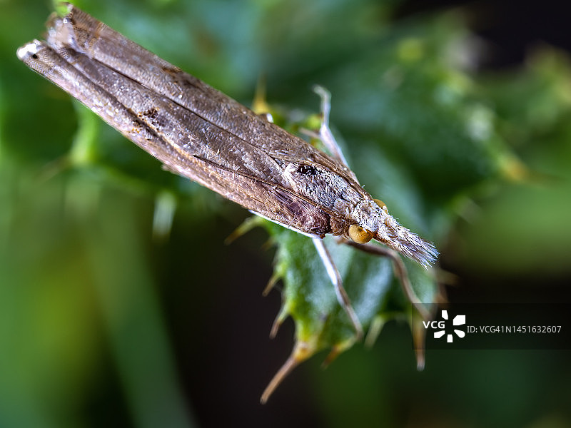 Donacaula蛾图片素材