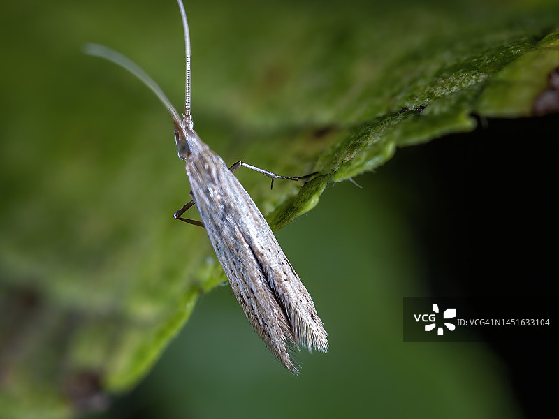 种子袋蛾图片素材