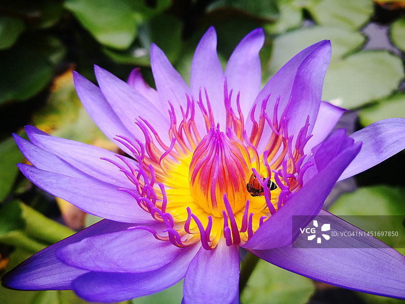 美丽的紫色莲花特写图片素材