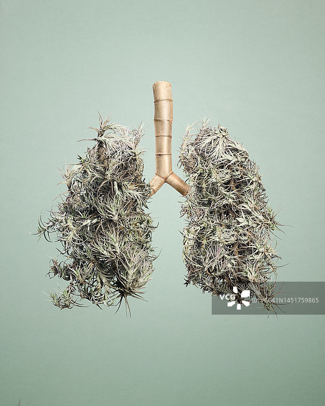 排列成类似于人类肺部的空气凤梨和树枝图片素材
