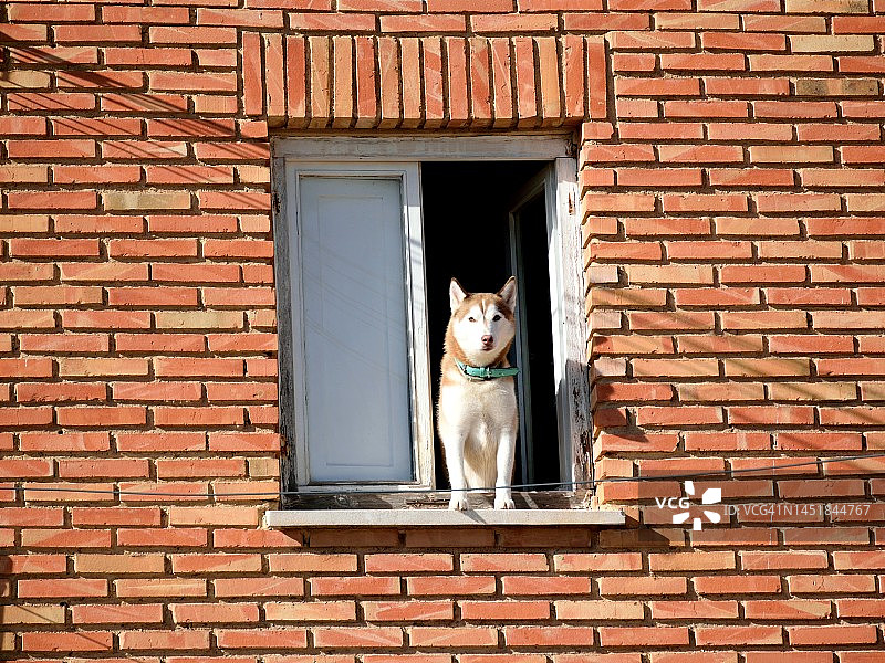 窗边的看门犬图片素材