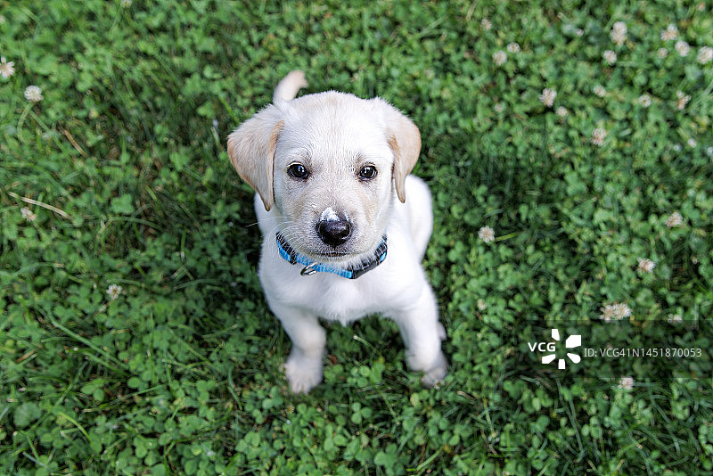 鼻子上有食物的黄色拉布拉多幼犬图片素材