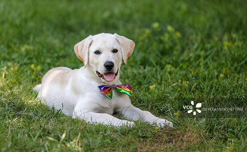 系彩虹领带的黄色拉布拉多幼犬图片素材