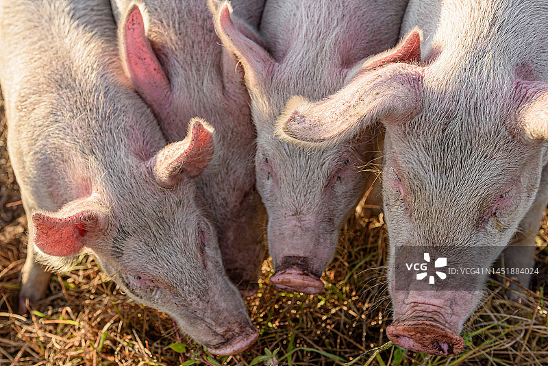 玛莎葡萄园农场上排队吃草的粉色小猪图片素材