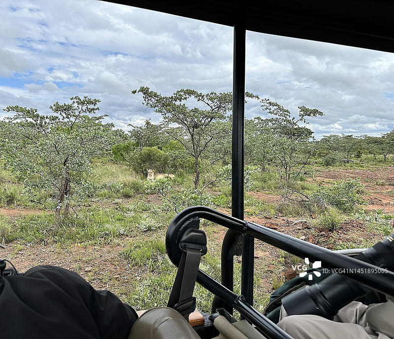 从游猎车上看到的野生母狮图片素材