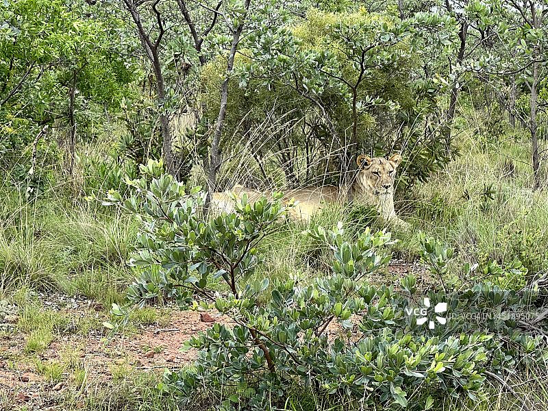 在非洲乘坐游猎车观赏休息中的雌狮图片素材