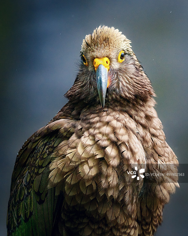 新西兰啄羊鹦鹉肖像图片素材