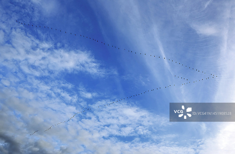 空中V字队形的鸟群图片素材
