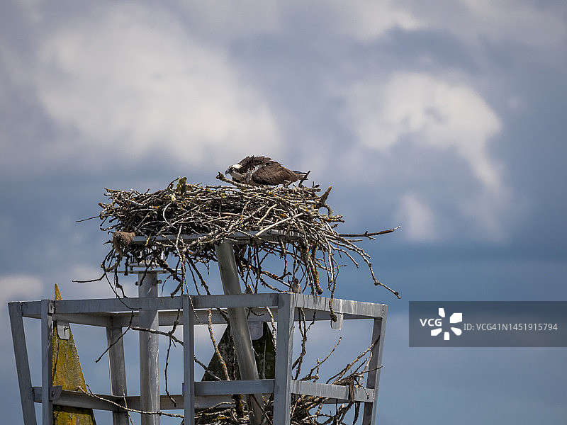 鹗在巢中蜷伏图片素材