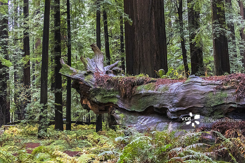 红杉森林—加利福尼亚州洪堡红杉州立公园图片素材