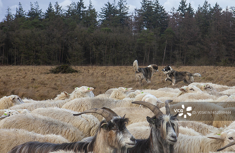 工作中的牲畜护卫犬图片素材