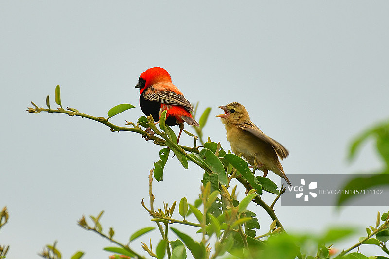 南方红主教鸟图片素材