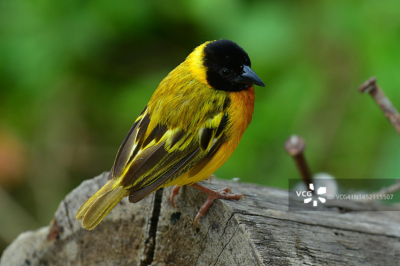 细嘴织布鸟图片素材
