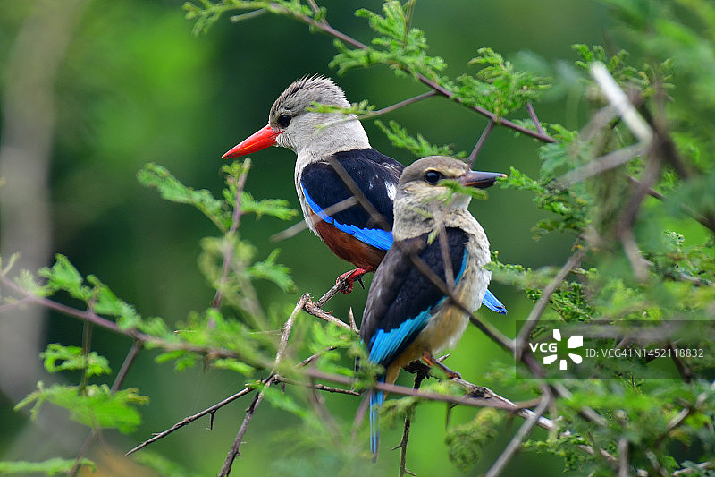 灰头翠鸟图片素材