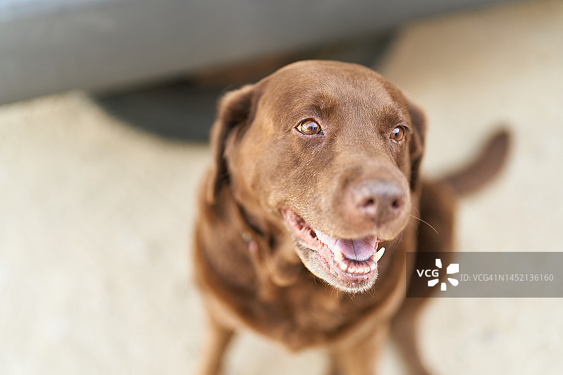 棕色小狗望向远方图片素材