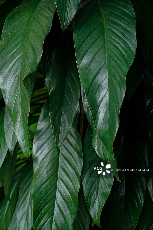 具有独特纹理的绿色长叶蔓绿绒叶子图片素材