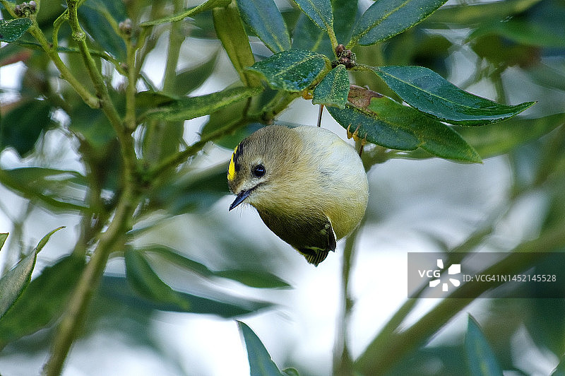 戴菊鸟图片素材
