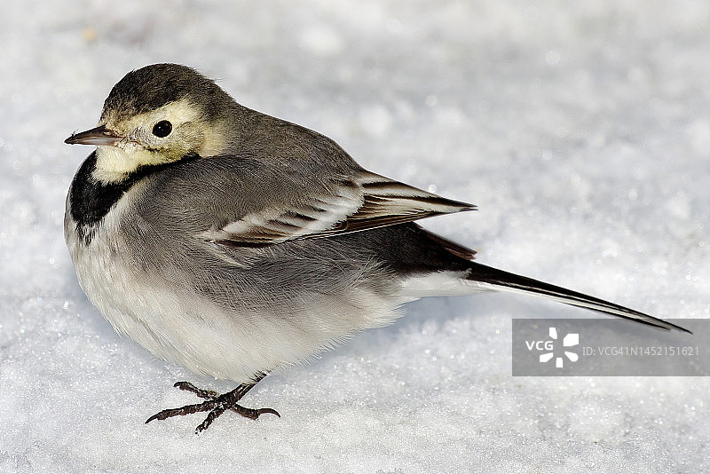 白鹡鸰图片素材