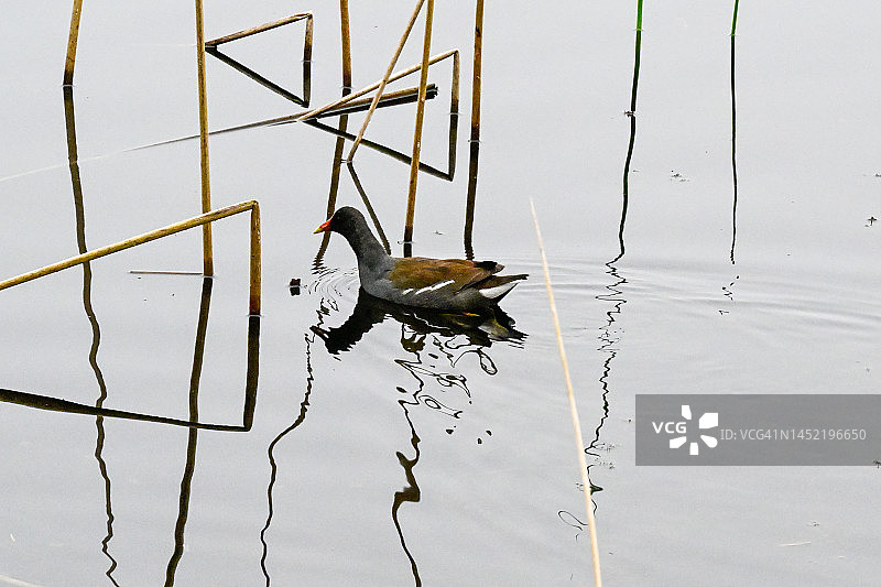 普通野鸡图片素材