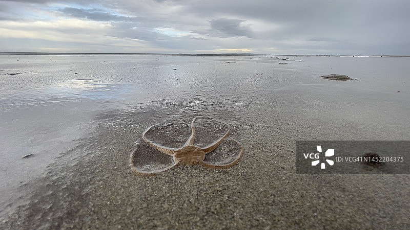爱尔兰海星图片素材