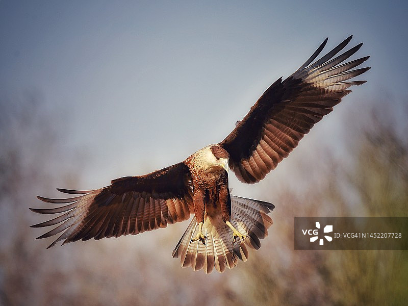 伸出爪子的野生幼年凤头卡拉鹰图片素材