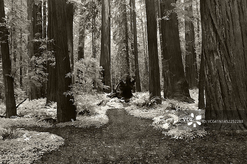 洪堡红杉州立公园黑白风光图片素材