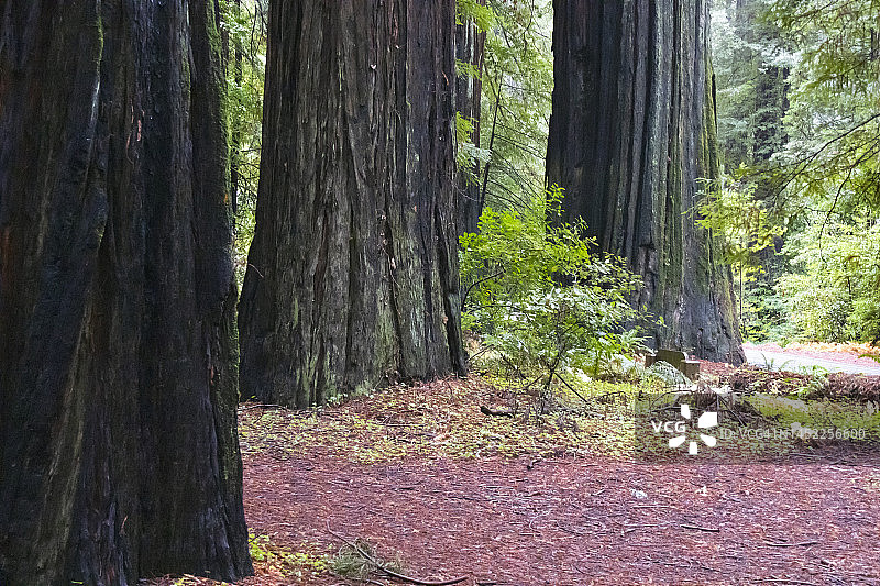 洪堡红杉州立公园小径，加利福尼亚州图片素材