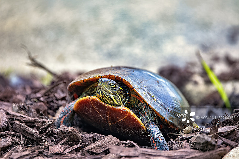 乌龟图片素材