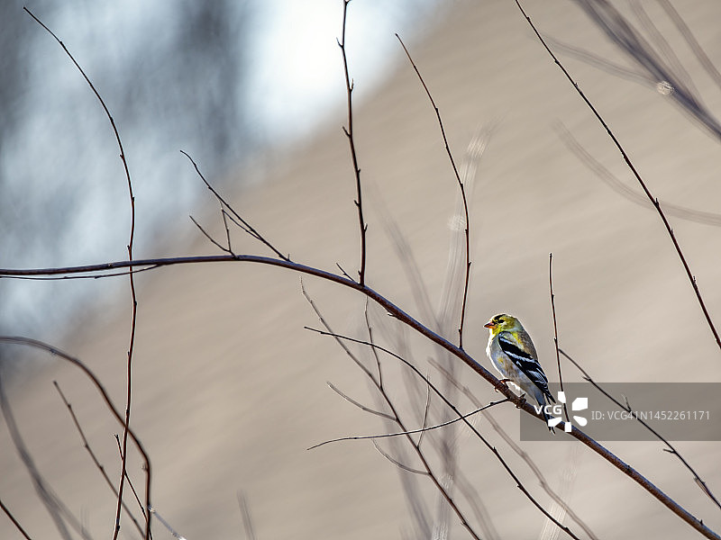 金翅雀图片素材