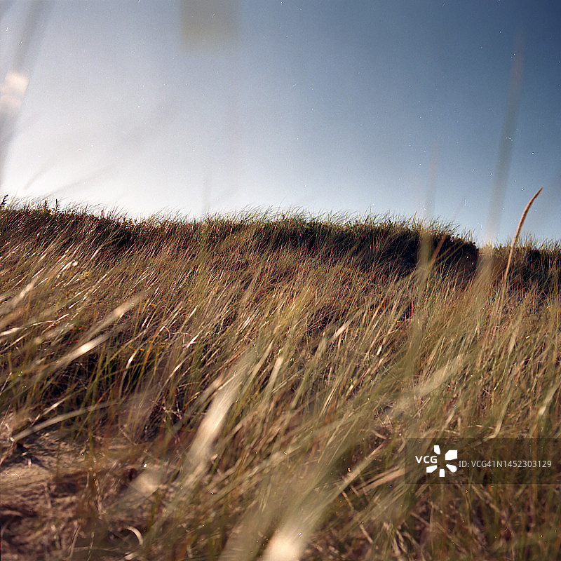 玛莎葡萄园的蓝色茎草图片素材