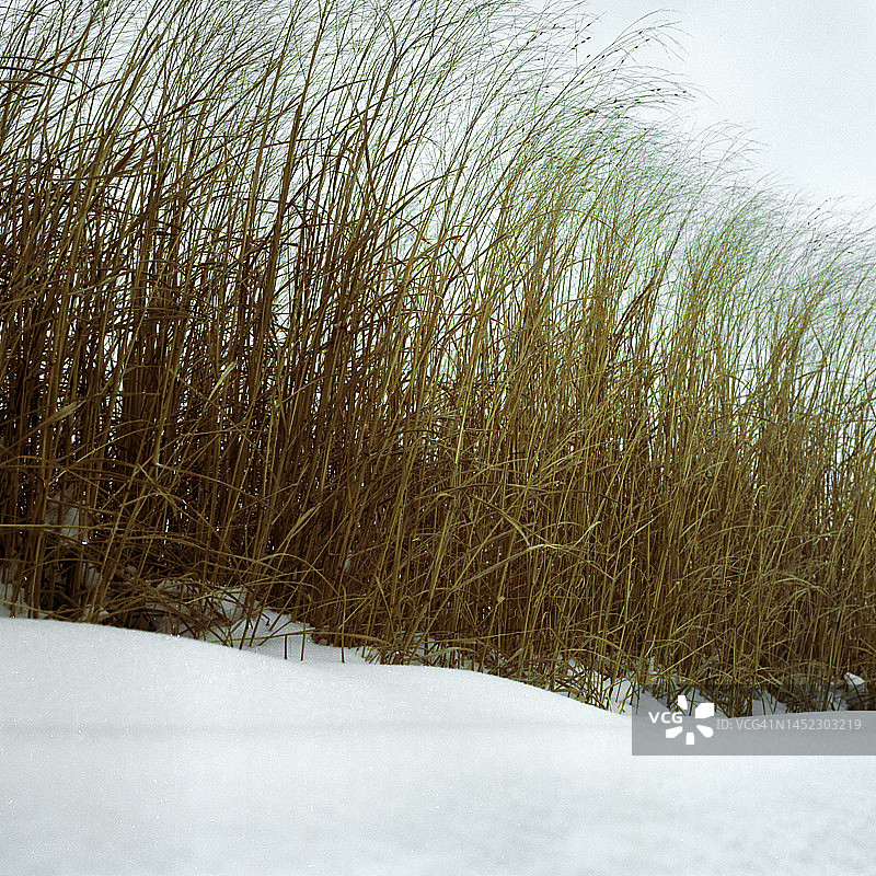高高的草和雪图片素材