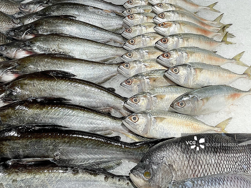 商店里待售的大量鱼类图片素材