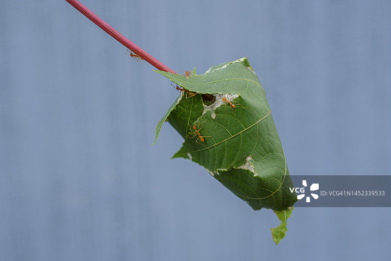红色蚂蚁巢穴与绿叶特写图片素材