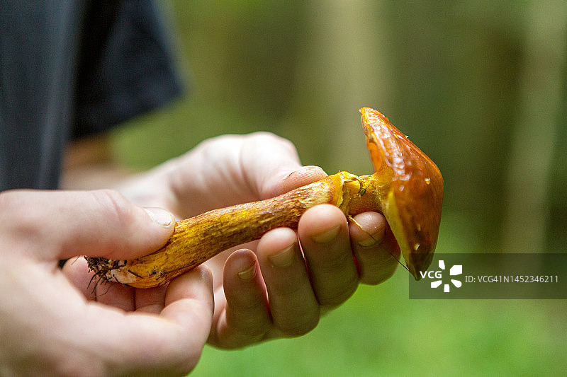 英国赫里福德郡的蘑菇狩猎图片素材