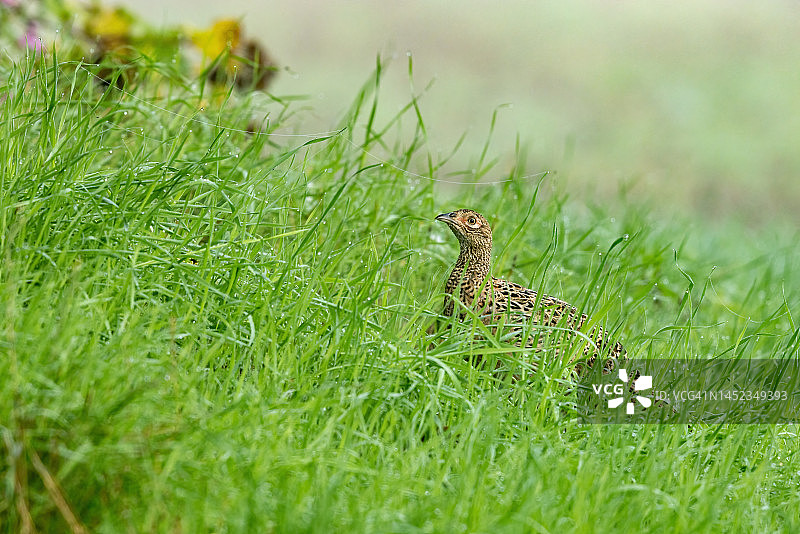 雌性普通雉鸡图片素材