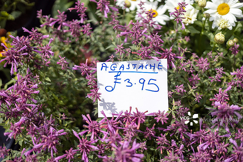 柳德洛Agastache花图片素材