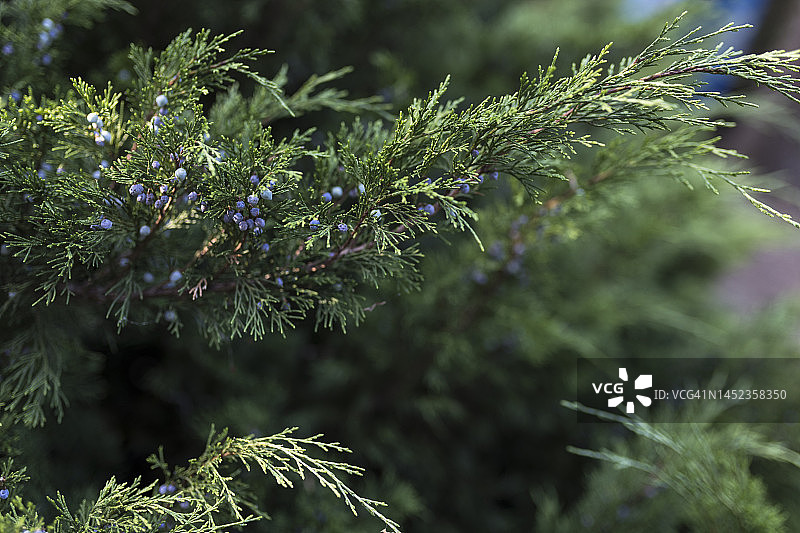 带浆果的刺柏树枝（维吉尼亚刺柏）图片素材