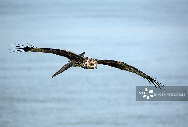 飞翔的黑鸢图片素材