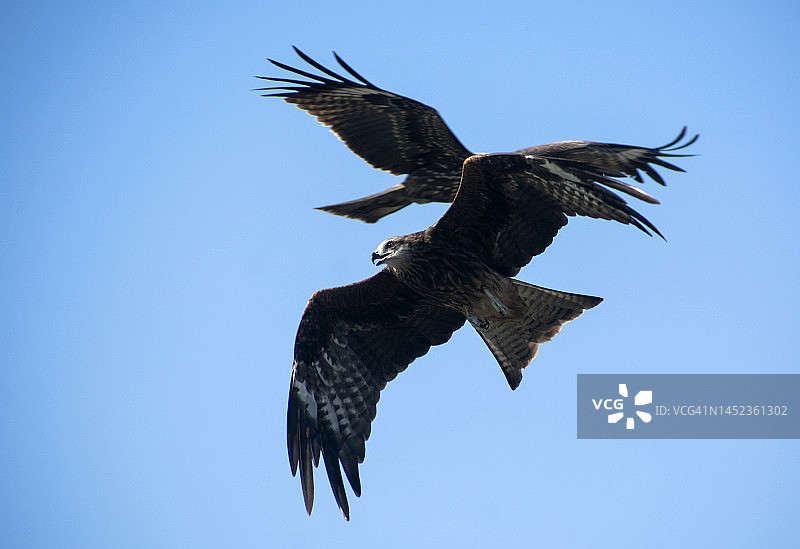 飞翔的黑鸢图片素材