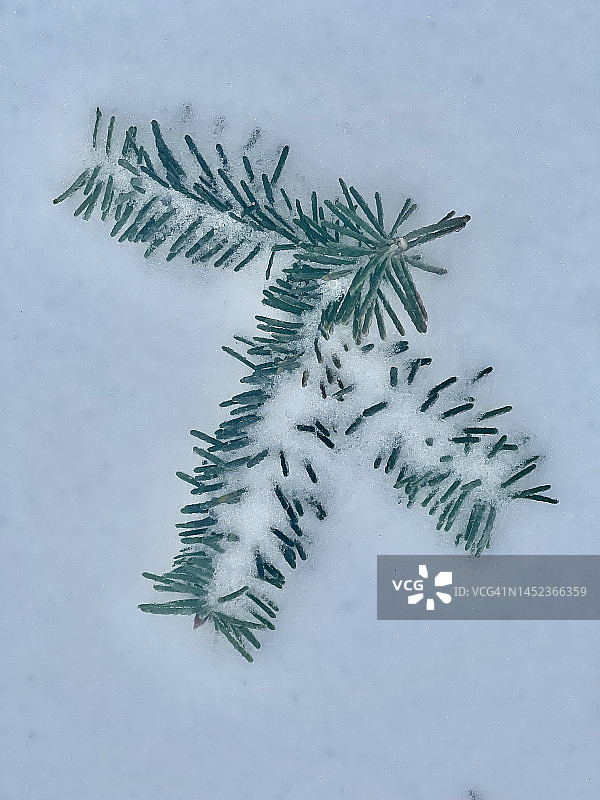 俄勒冈州波特兰市雪地里倒下的冷杉树枝图片素材