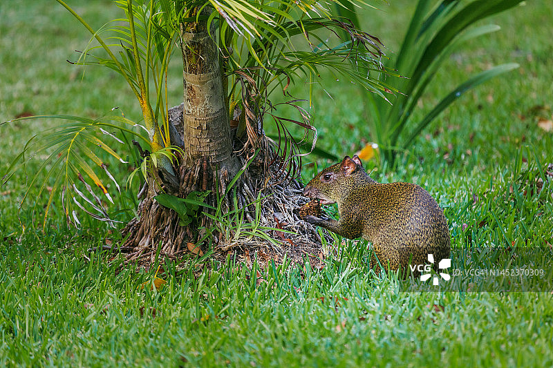 南美豚鼠图片素材