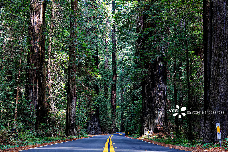 洪堡红杉州立公园旅游图片素材