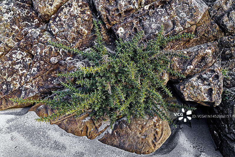 俄勒冈州的普通荆豆图片素材